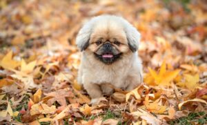 学資保険の受取年齢はいつがいいのか徹底解説しますか？